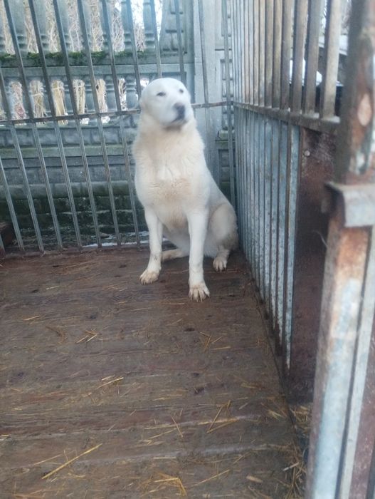 Sprzedam szczeniaka owczarek środkowoazjatycki