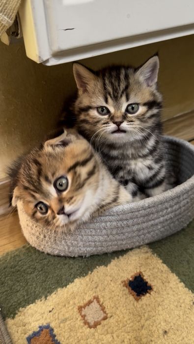 Кошенятка шотландці, котейки, мілашки
