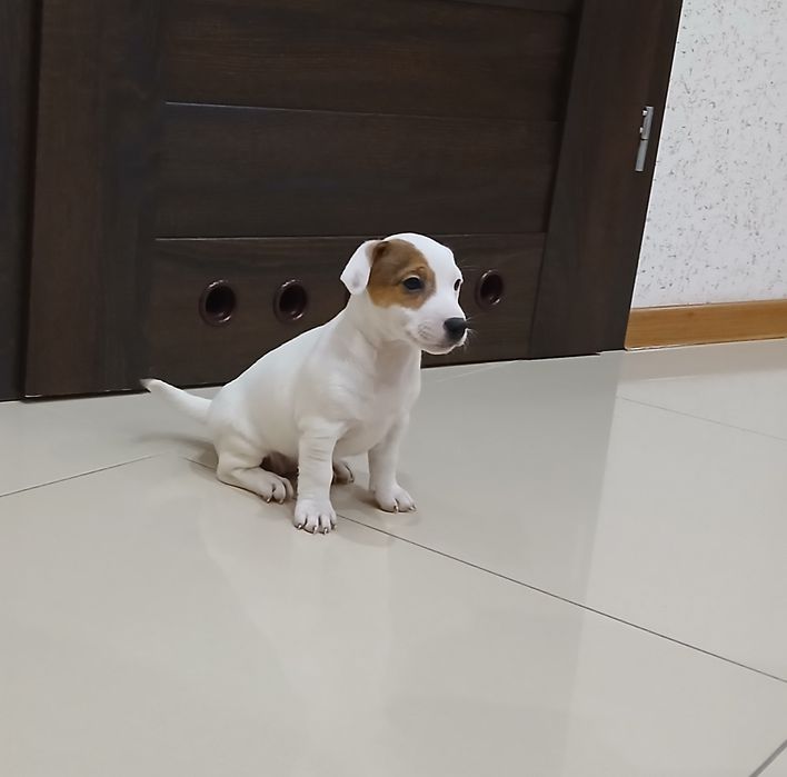 Jack Russel Terrier gotowy do odbioru