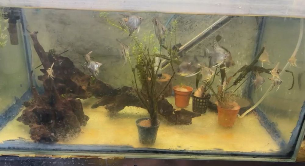 Vários peixes para venda