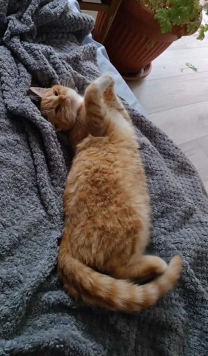 Kotka Maja szuka kochającego domu