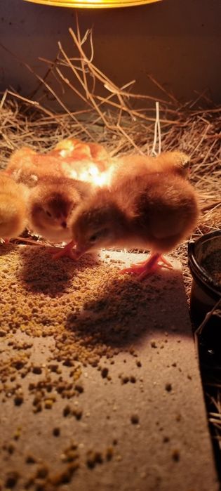 pintinhos rhode island red