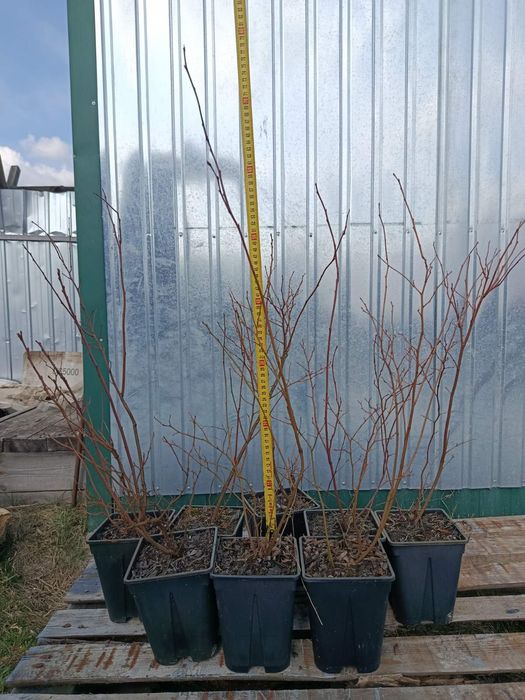 Продам саджанці лохини 2-3 роки