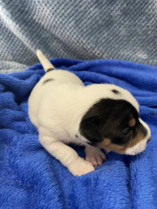 Jack russel terrier