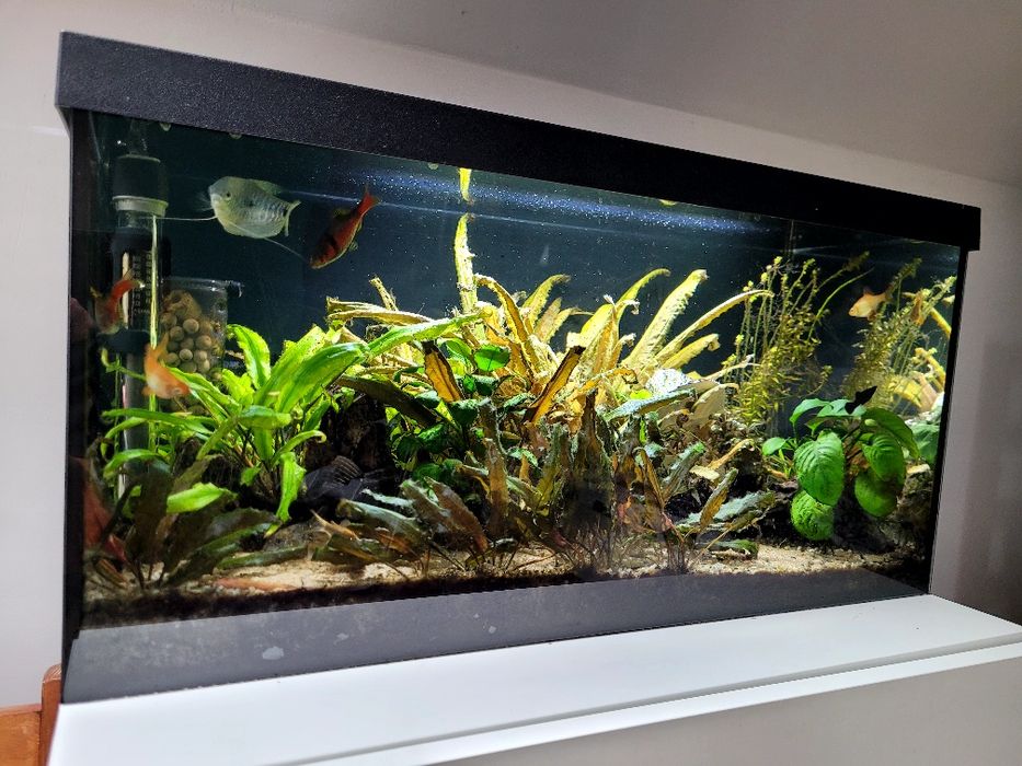 Akwarium 54l kompletne