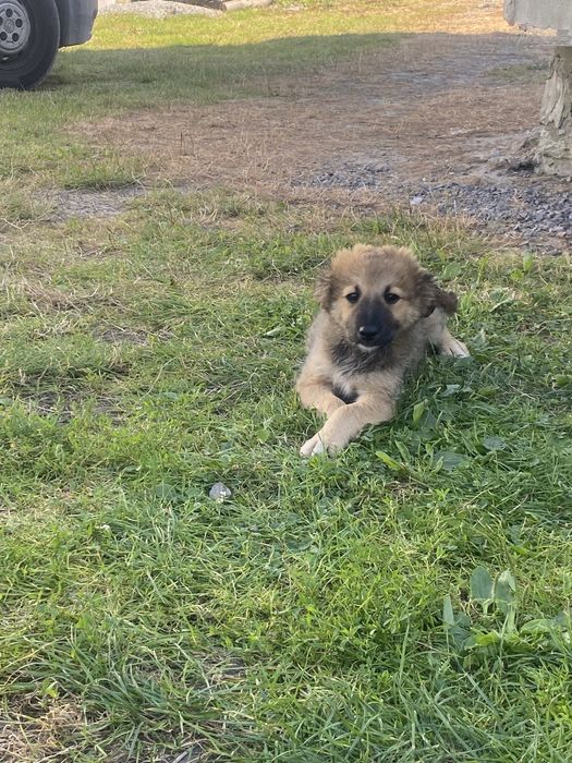 Маленькі дівчатка шукають люблячі родини .