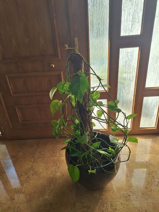 Trepadeiras de interior