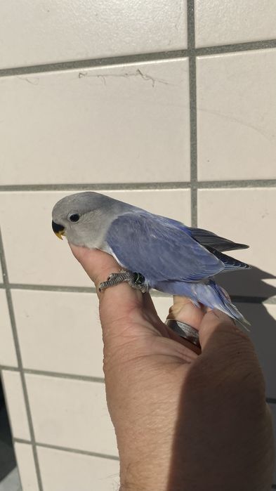 Agapornis domesticado