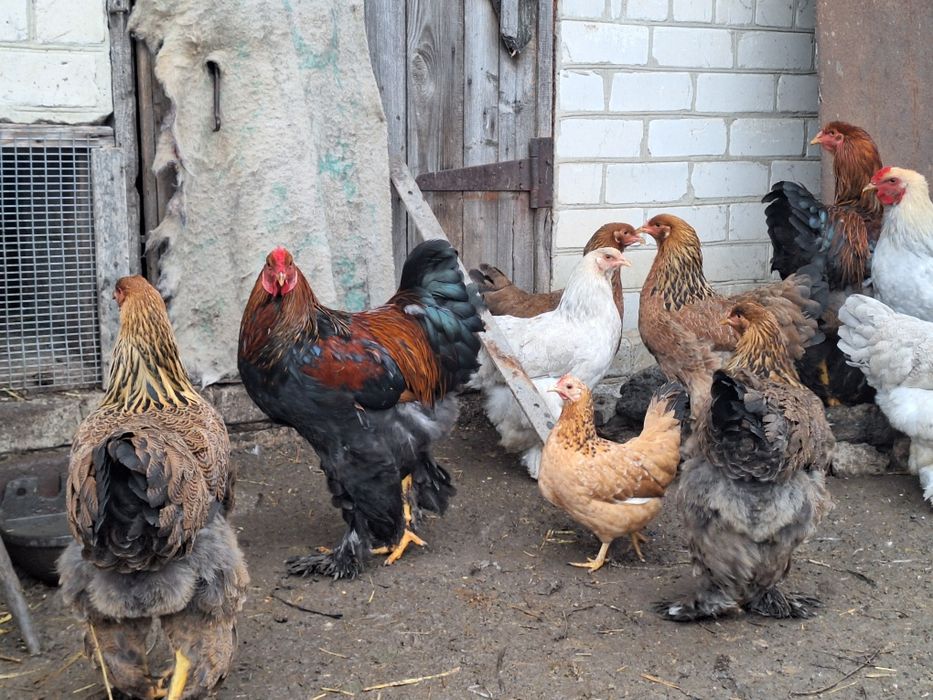 Кури Брама куріпчаста