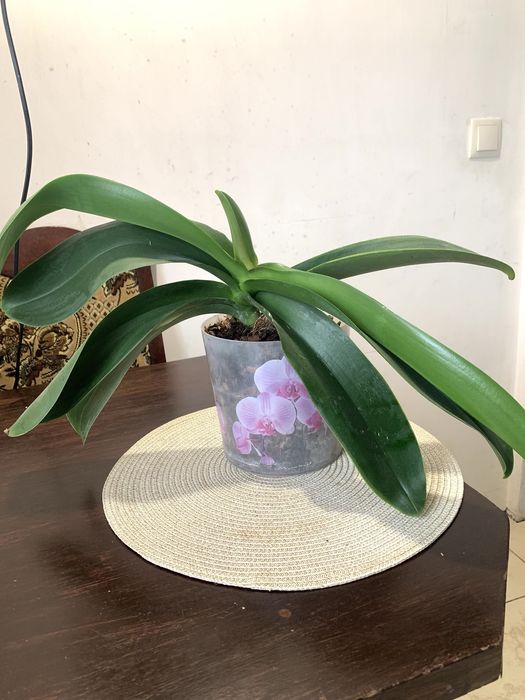 Дорослі орхідеі фіолетова та біла