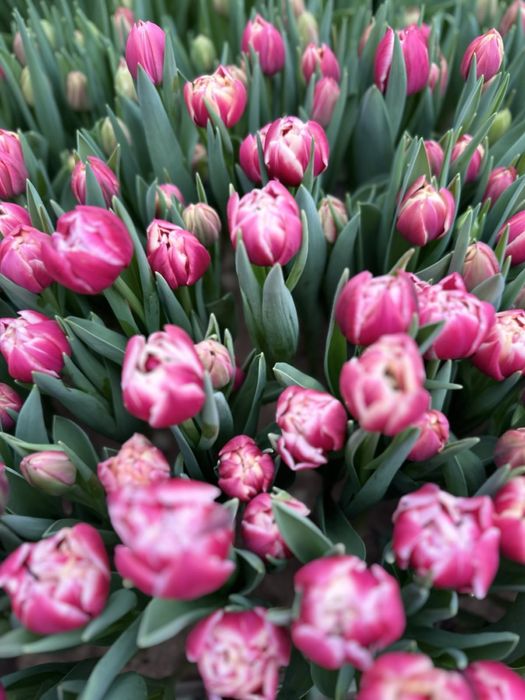 Продам цибулини тюльпанів