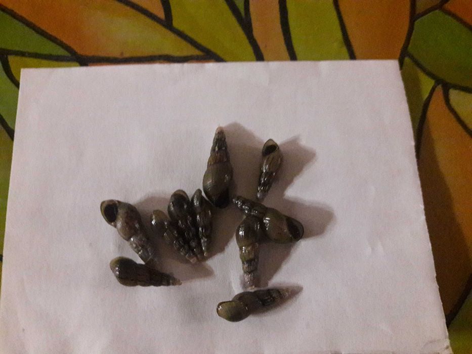 Растения аквариумные