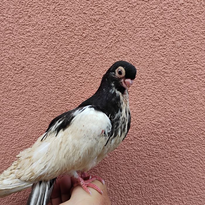 Gołębie zamojskie