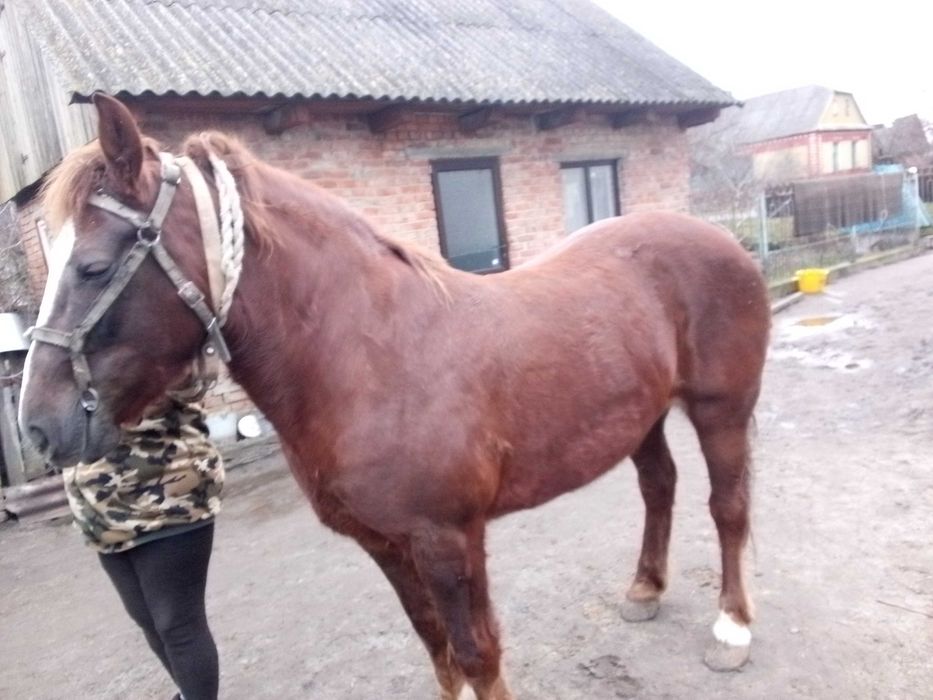 Продам кобилу 6 років