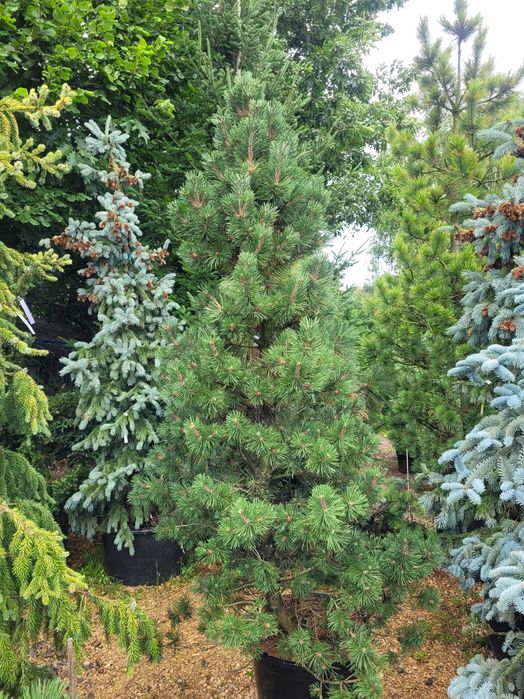 Świerk Sosna Jodła Cis duży wybór Liściaste do wys. 5m dowóz sadzenie