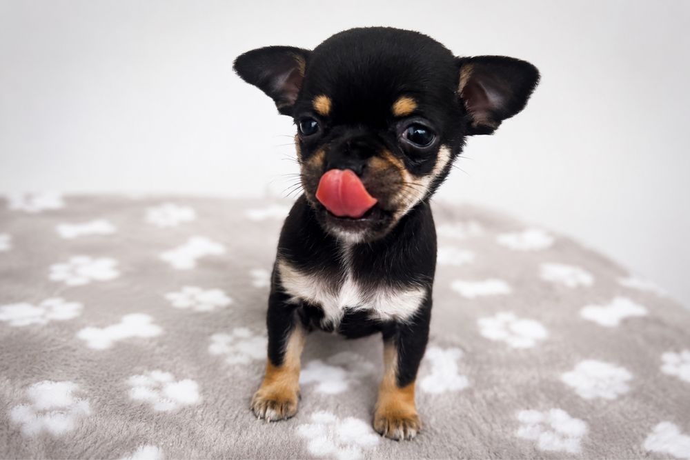 Miniaturki XXS - Chihuahua Sara