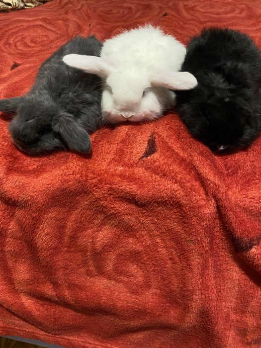 Вислоухие декоративные кролики