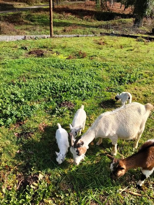 Vendo cabras anãs