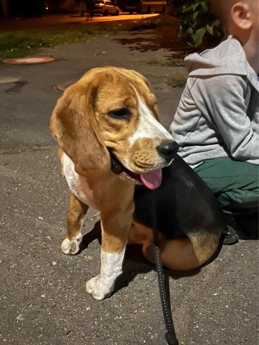 Продам цуценят Бігль