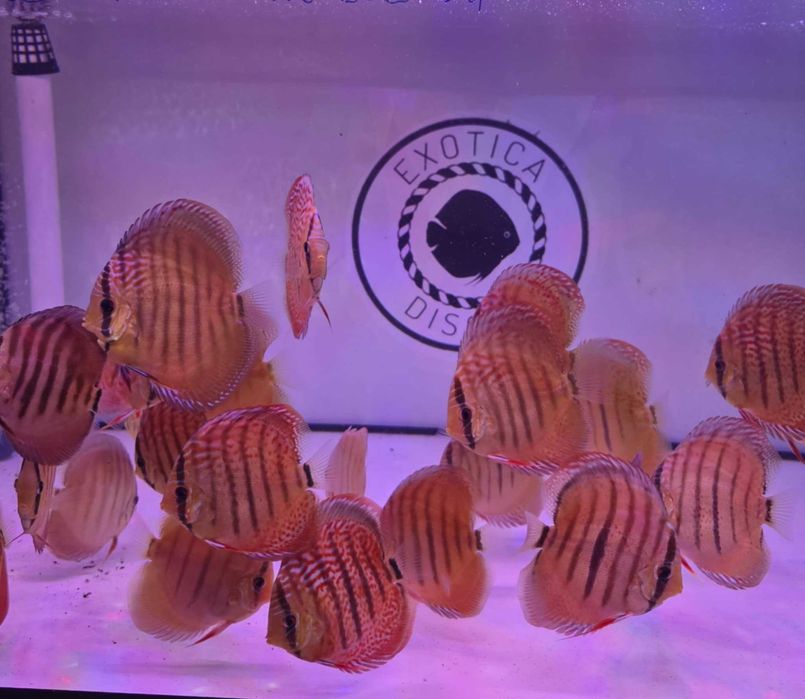 Dyskowce paletki Weissflog