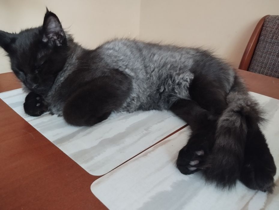 Kocurek Maine Coon