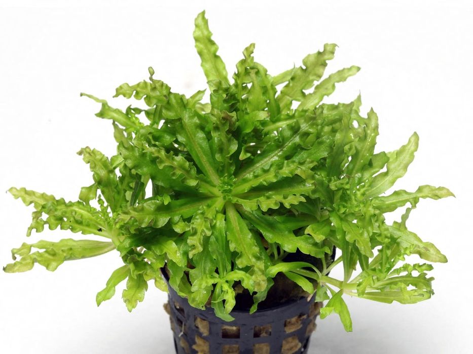 pogostemon helferi- gwiazda  wodna