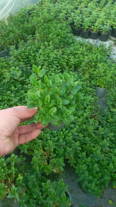 Квіти від Наталі