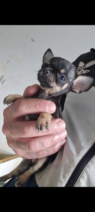 Chihuahua  mesmo pequeno