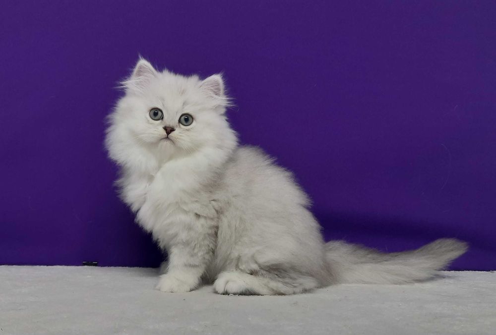 Сріблястий зеленоокий хлопчик Соломон