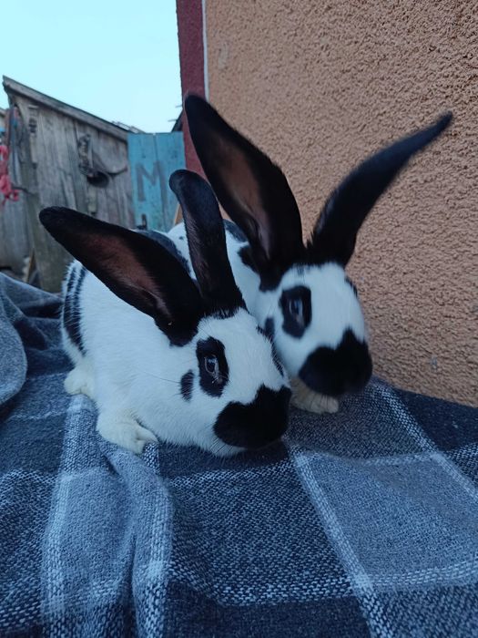 Кролі строкачі від 200 грн