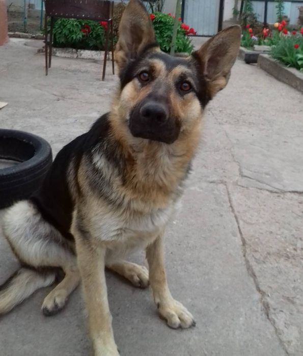 Пропала собака Зеленый яр