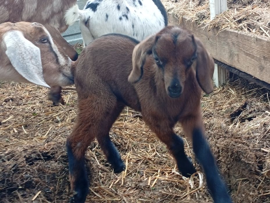 Альпо-нубійський козлик