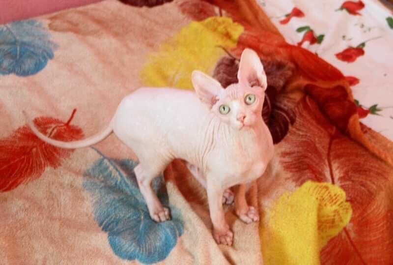 счастье это сфинкс