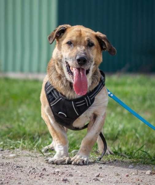 Porzucony Kaziu szuka domku