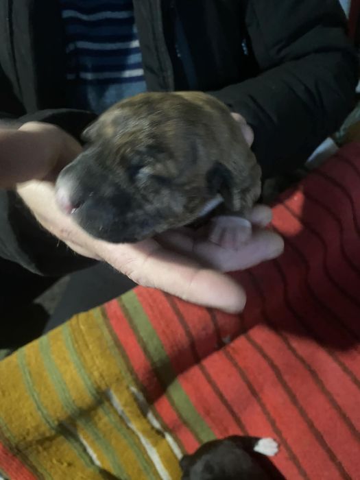 Цуценята Амстаффа Бронь !