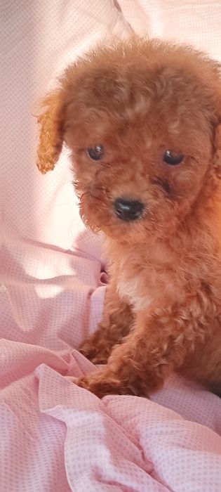 Манюня той пудель  чекає