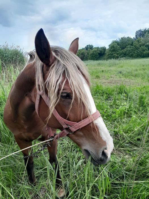 Продам кобылу. 45000