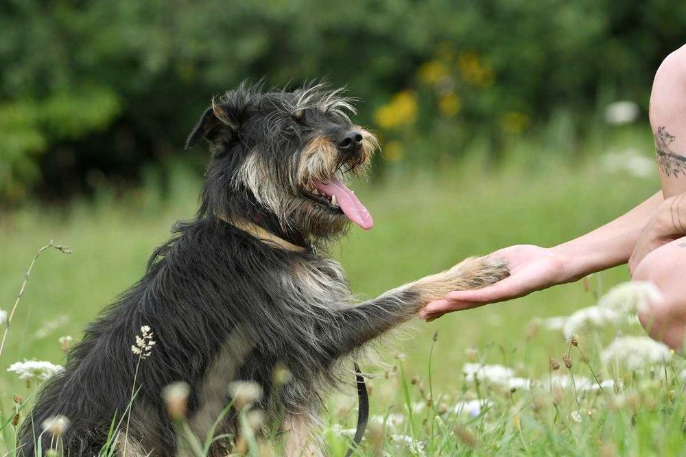 Boluś szuka domu, pies, mały
