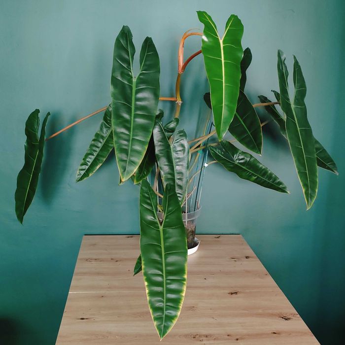 Philodendron billietiae