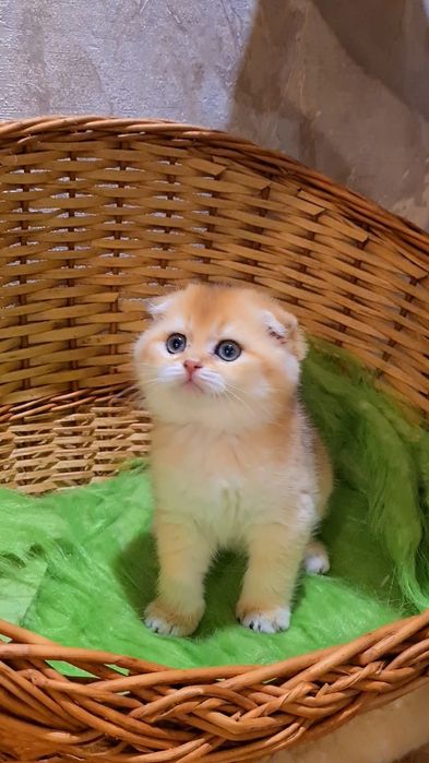 Нереально красивый золотая шиншилла