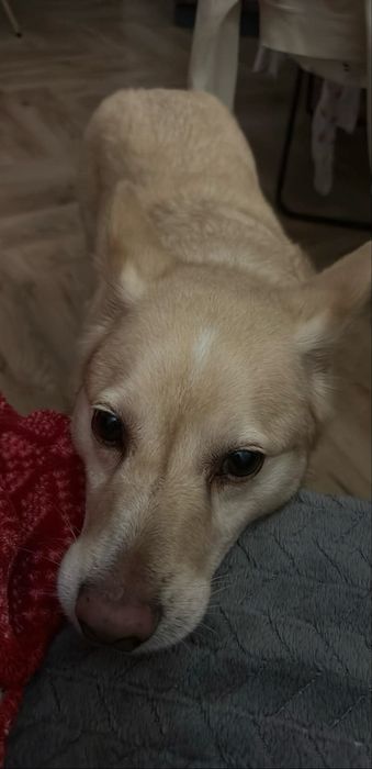 Pies do adopcji