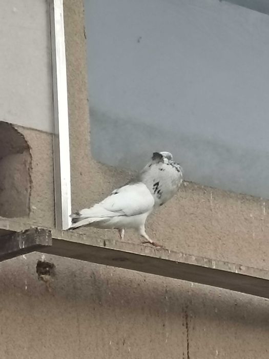 Gołębie garłacz koroniaste