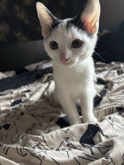 Zuma i Sima szukaja domu!