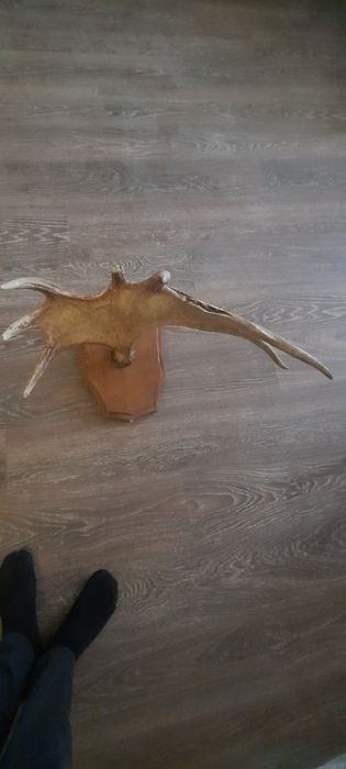 Роги стан на фото