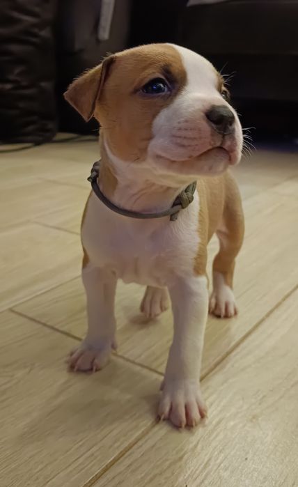 Wyjątkowy samiec American Staffordshire Terrier (amstaff) ZKwP/FCI