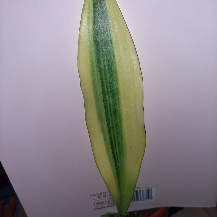 Sansevieria  Yellowstone