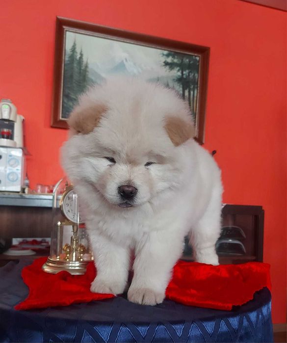 Vendo cachorro Chow Chow