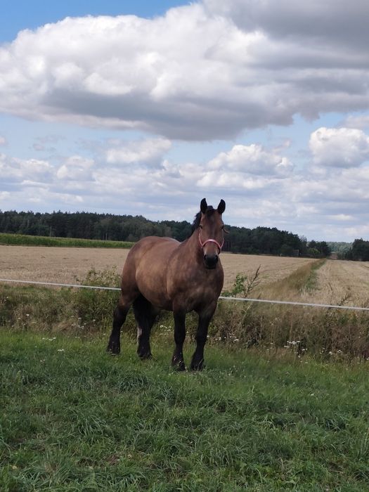 Klacz ,konie zimnokrwiste