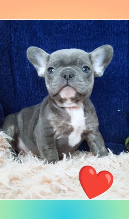 Идеальный мальчик французик с голубыми глазами