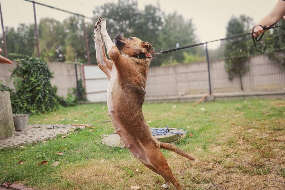 Diuna cudna suczka prosi o dom
